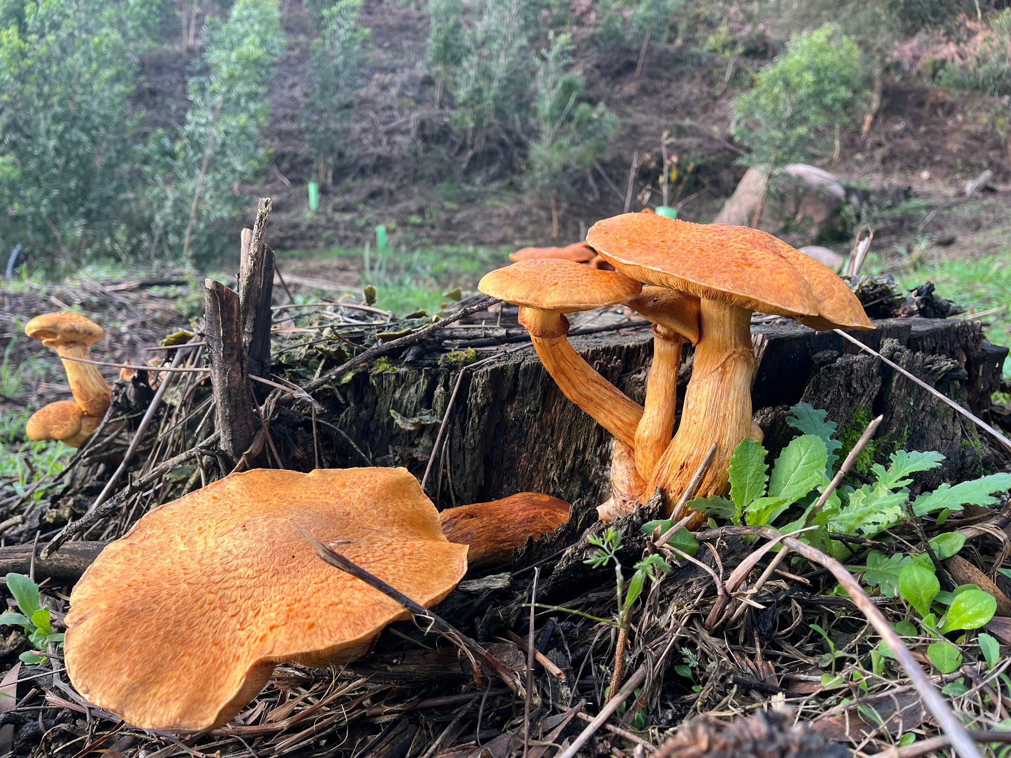 Cogumelos da floresta