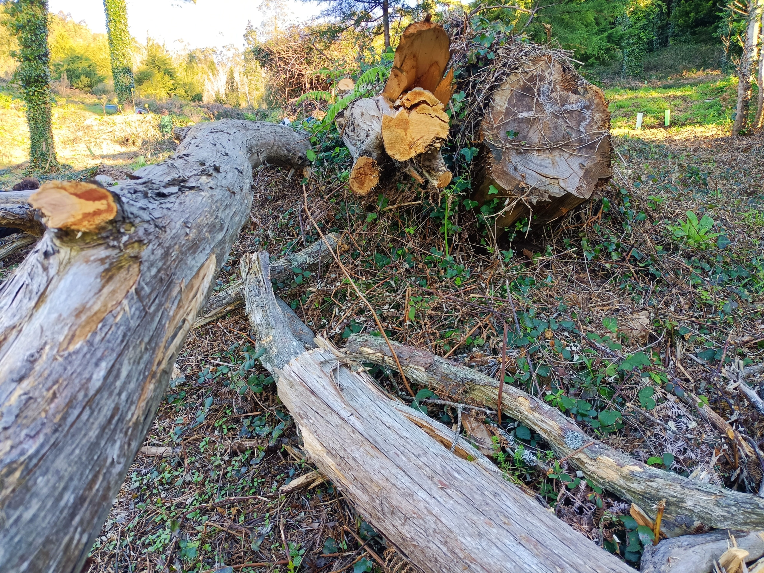 Deixemos os Gigantes da Floresta Cair