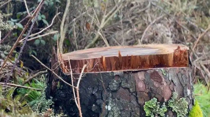 A Gestão Ruinosa da Conservação da Natureza