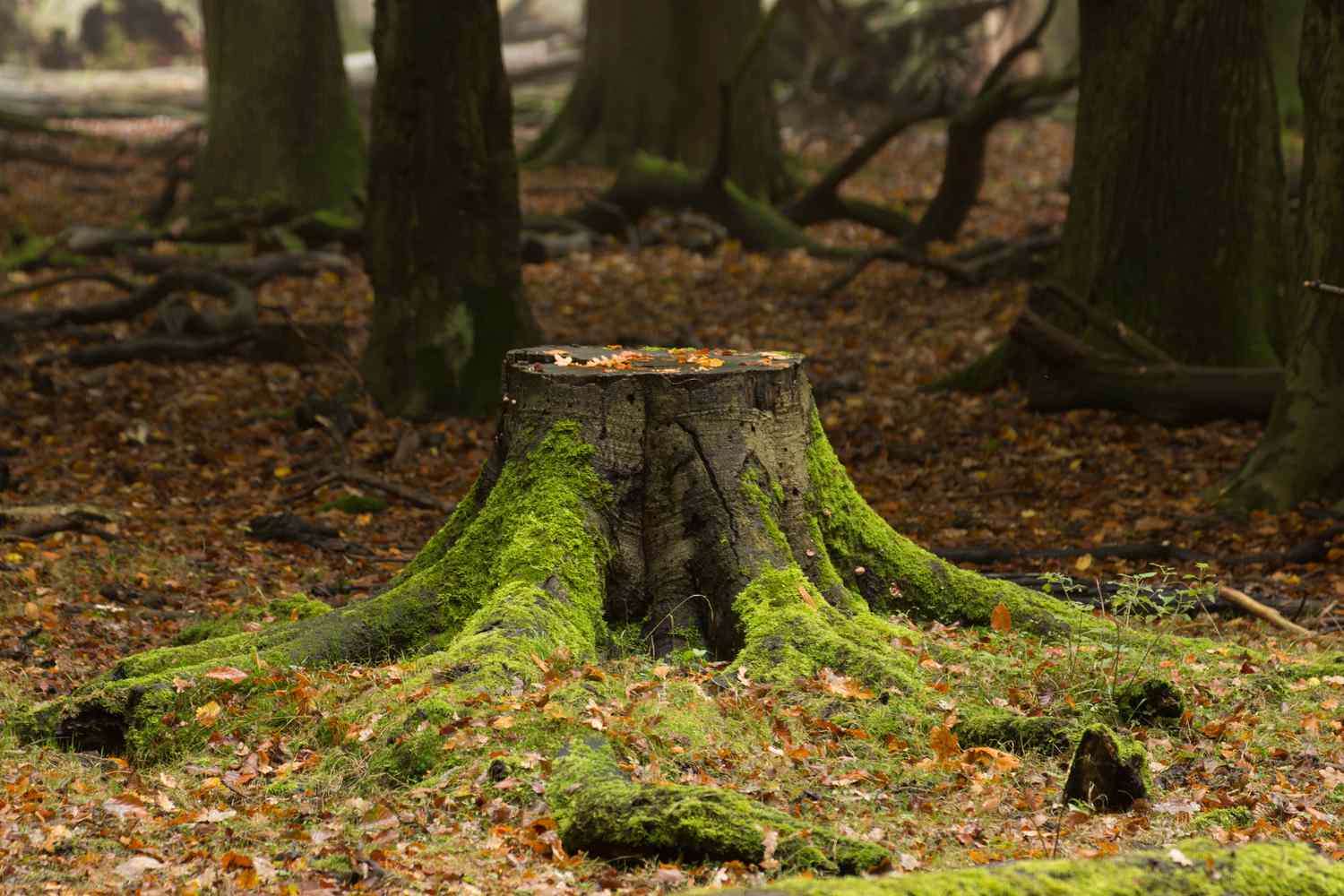 A Gestão Ruinosa da Conservação da Natureza