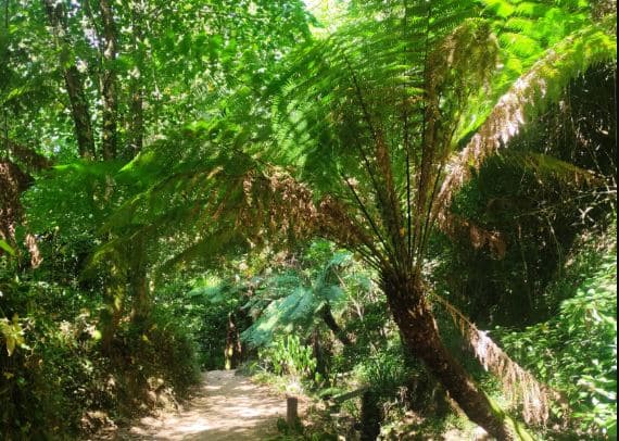 Feto-real – um fóssil vivo