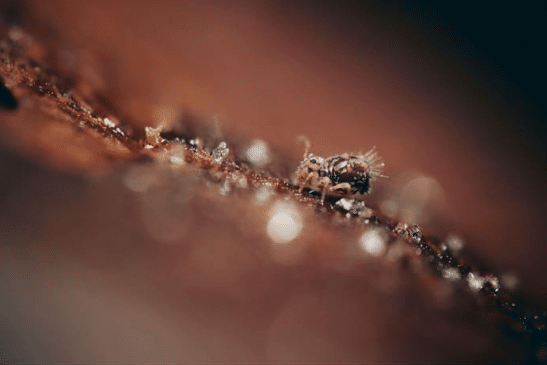 Springtails – a shallow dive in the soil to discover a regulation path for forests